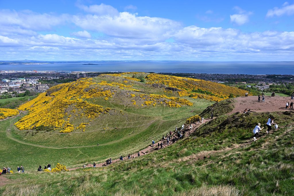 Holyrood park hikers among blooming gorse flowers May 2025 2