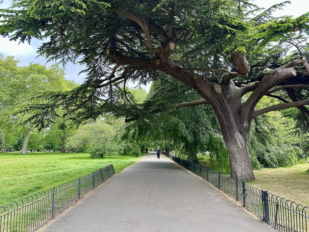 Kensington Gardens path and trees