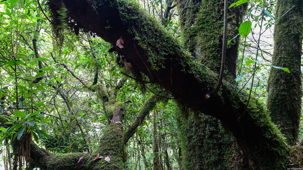 Levada do Furado (Ribeiro Frio) moss forest